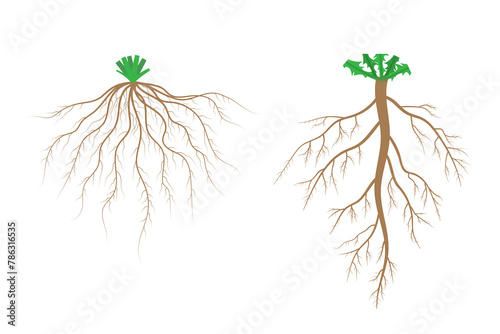 Root systems. Fibrous root system and taproot system. photo