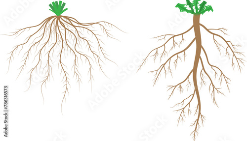 Root systems. Fibrous root system and taproot system. photo