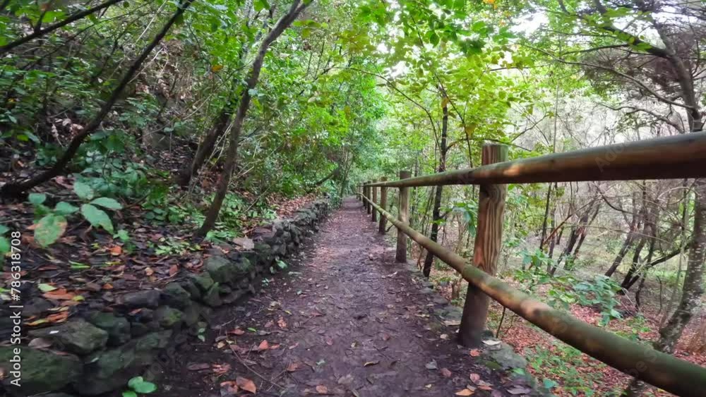 Beautiful walking path in the Laurisilva forest of Los tilos de Moya, Gran Canaria Beautiful walking path in the Laurisilva forest of Los tilos de Moya, Gran Canaria
