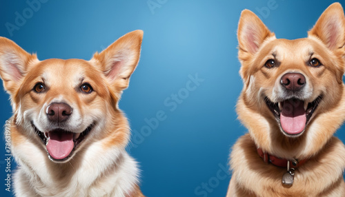 two smiling happy dogs on blue background banner