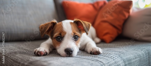 cute Jack Russell terrier puppy lies on a cozy sofa in a modern living room, copy space © Anastasiia K.