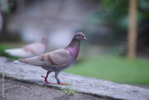 brown purple pigeon waliking on land near green grass photo