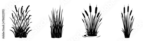 Silhouette of reeds on a white background. Set of swamp grass elements. Swamp vegetation for design