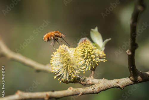 Bee-fly, Bombylius,feeding from catkin. Spring, UK. photo