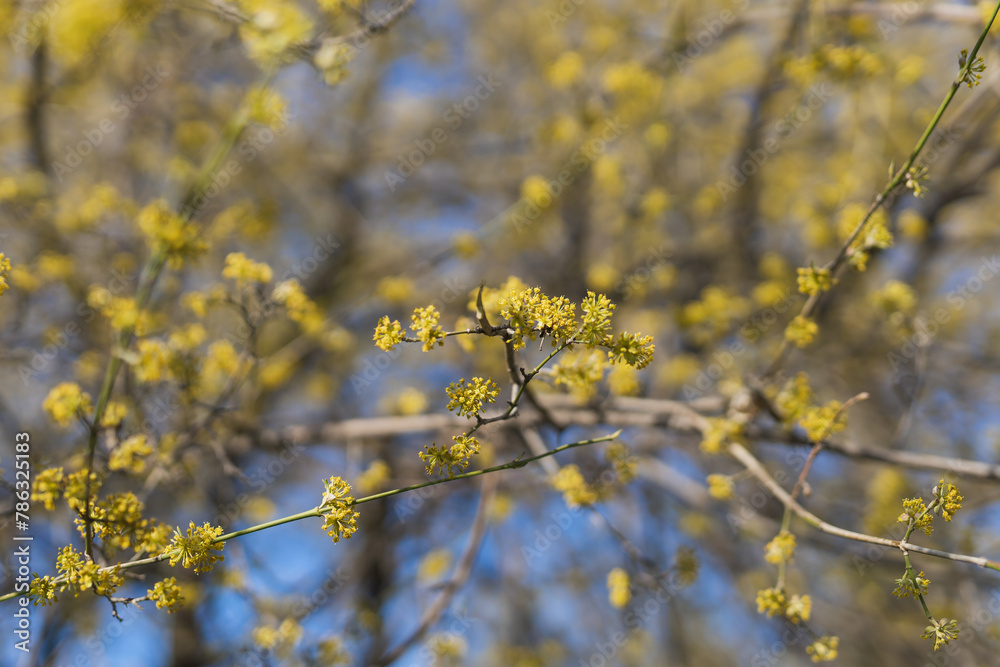 Branches of trees and bushes with buds and first flowers in spring. Copy space and empty space for advertising background Branches of trees and bushes with buds and first flowers in spring. Copy space and empty space for advertising background