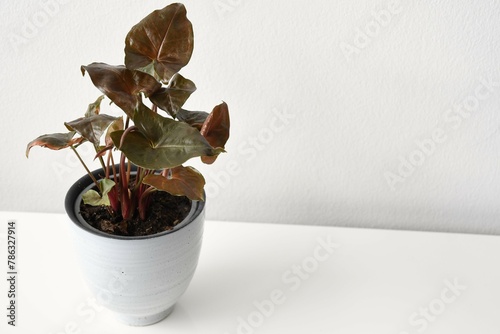 Syngonium houseplant with dark red and green leaves, isolated on a white background. The plant is in a white ceramic pot, isolated on a white background. Landscape orientation.