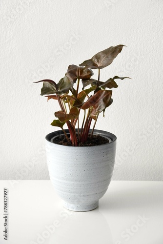 Syngonium houseplant with dark red and green leaves, isolated on a white background. The plant is in a white ceramic pot, isolated on a white background. Portrait orientation.