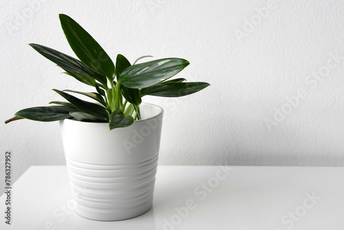Vining philodendron, plant with green leaves and white variegation in a white pot. Isolated on a white background. Landscape orientation.   photo