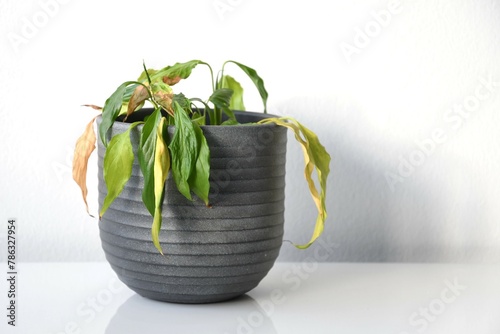 Peace lily (Spathiphyllum) with withering and drooping leaves which needs water. Common houseplant with green leaves. Plant in a gray pot, isolated on a white background. Landscape orientation. photo