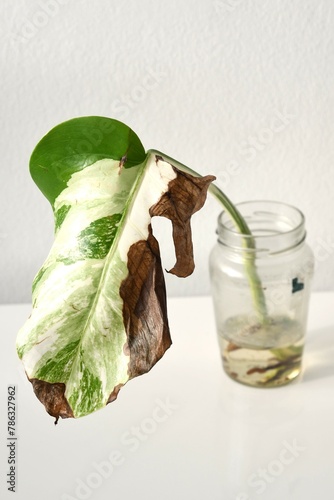 Monstera albo, cutting propagated in jar of water. White background, portrait orientation.