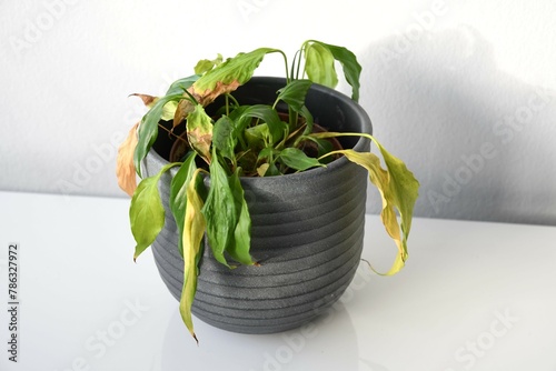 Peace lily (Spathiphyllum) with withering and drooping leaves which needs water. Common houseplant with green leaves. Plant in a gray pot, isolated on a white background. Landscape orientation.