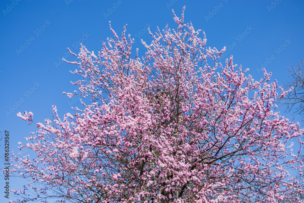 Japanese cherry blossom tree in spring. Sakura on blue springtime sky. background Copy space and empty space for advertising background