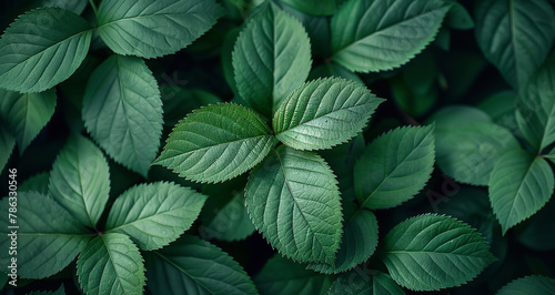 green leaves, a foliage texture
