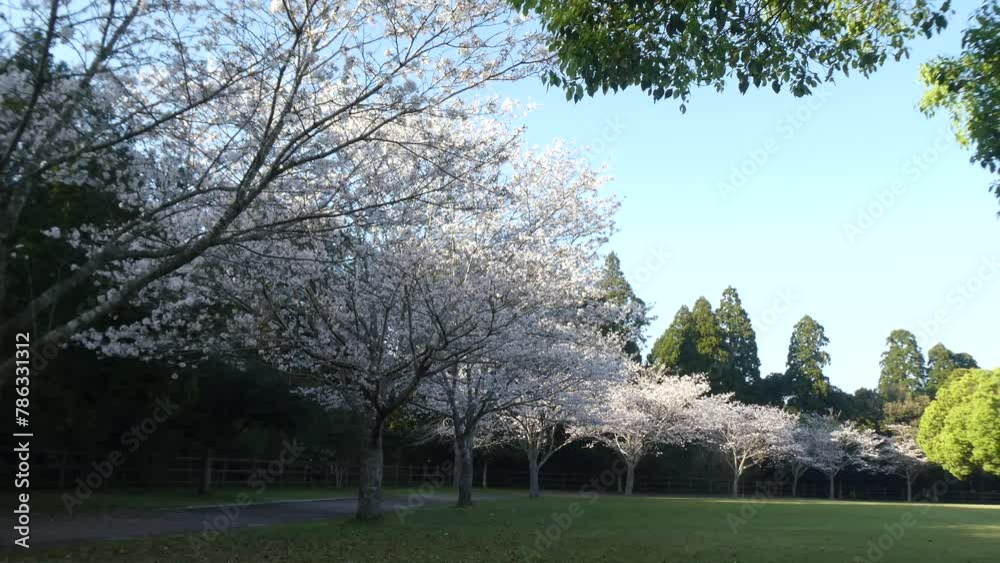 夕日に映える連なる桜の木々 夕日に映える連なる桜の木々