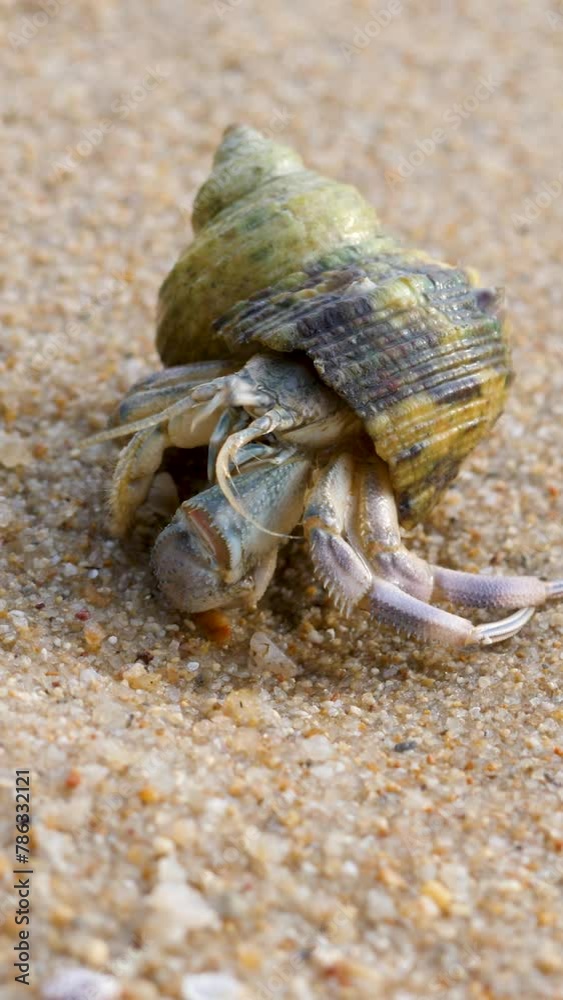 Hermit crab on sand tropical beach in sunny day. Feeler animals in wild. Scenic summer in tropic. Shell mobile safety home. Cancer hermit crawls. Protective mobility in marine environments Hermit crab on sand tropical beach in sunny day. Feeler animals in wild. Scenic summer in tropic. Shell mobile safety home. Cancer hermit crawls. Protective mobility in marine environments