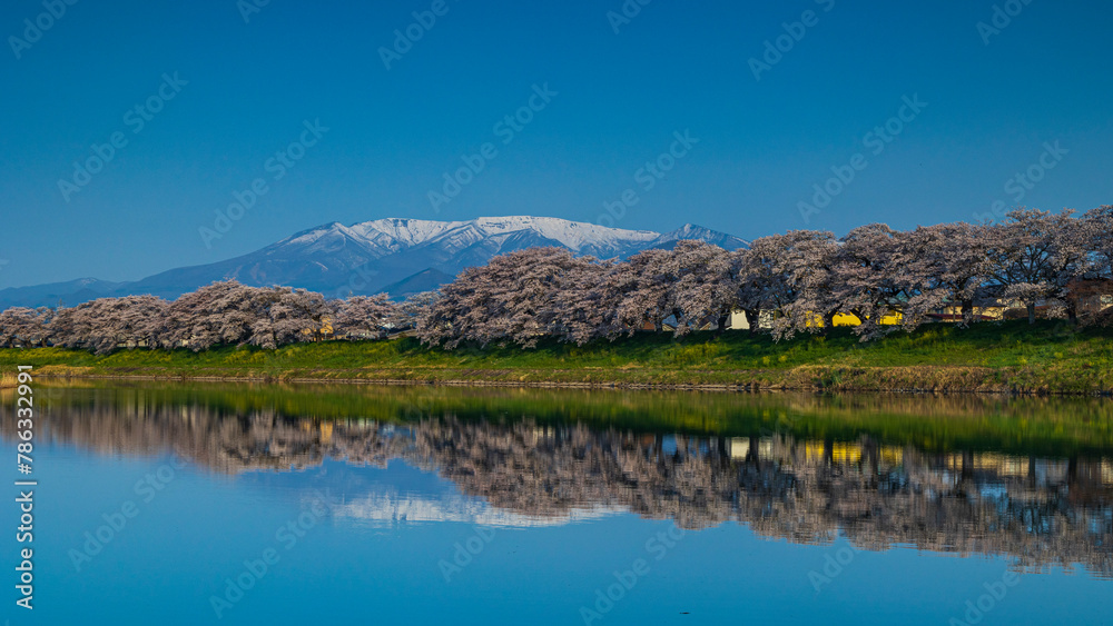 日本の春　絶景　白石川堤一目千本桜