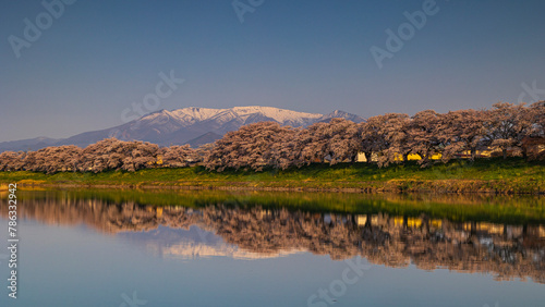 満開の白石川堤一目千本桜と残雪の蔵王 リフレクション 絶景