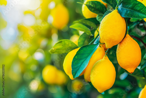 Bunch of fresh ripe lemon hanging on a tree in lemon garden.