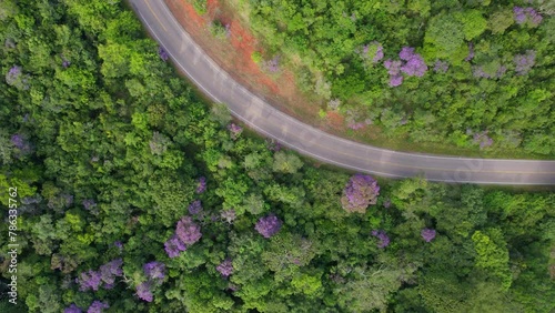 Car road in colorful forest with green and purple tree tops. Aerial view photo