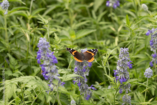 Monarch butterfly on a blue Mealy Cup Sage bush