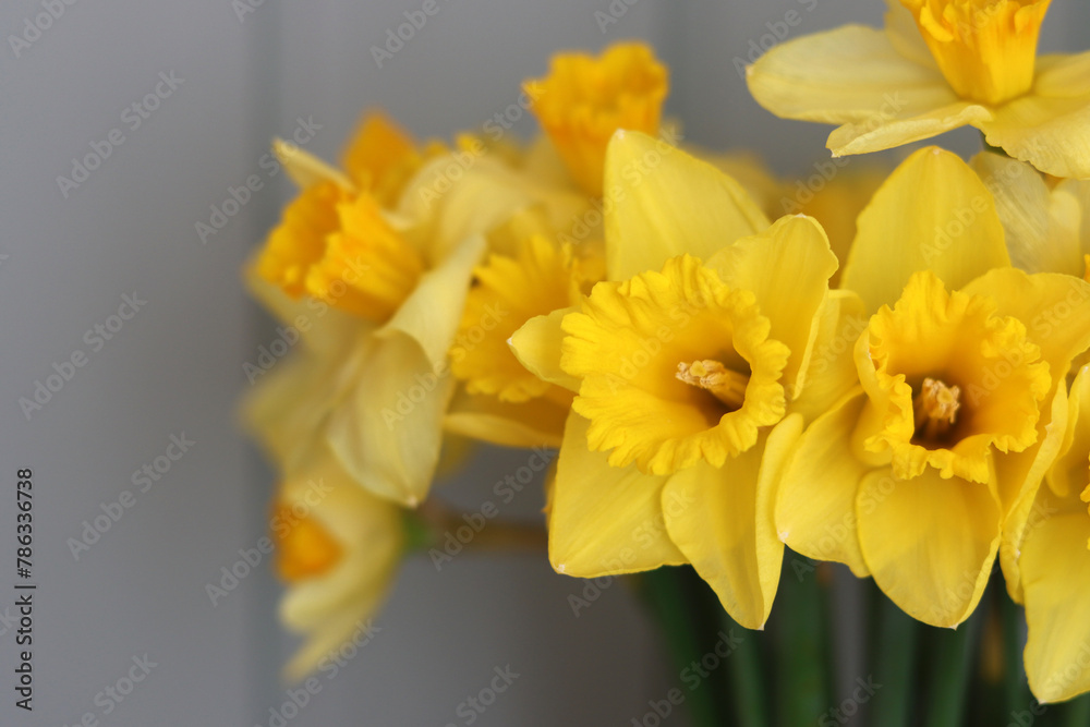 Cloe up photo of yellow daffodils. Beautiful spring flowers in detail. Cloe up photo of yellow daffodils. Beautiful spring flowers in detail.