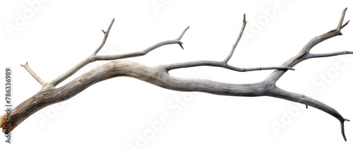 PNG Grey dry branch driftwood white background tranquilit