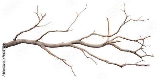 PNG Grey dry branch plant tree wood