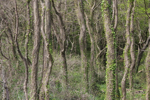 Trees in the relict forest 