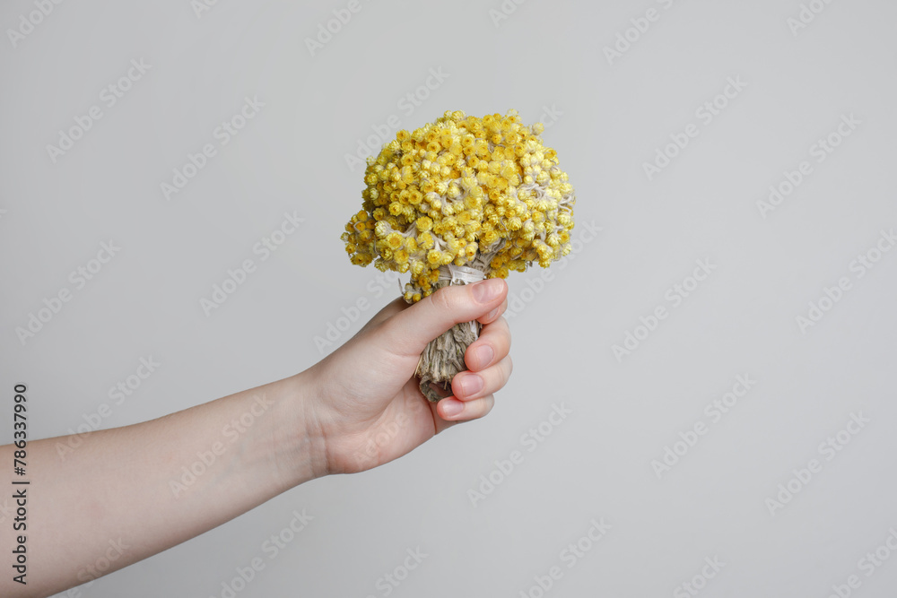 Herbal tea, oil, alternative medicine and treatment concept. Blossom yellow flower helichrysum in female hand - obrazy, fototapety, plakaty 