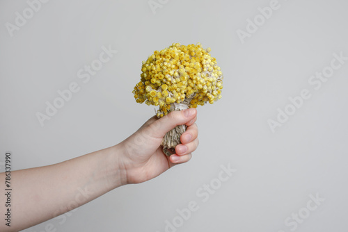 Herbal tea, oil, alternative medicine and treatment concept. Blossom yellow flower helichrysum in female hand photo