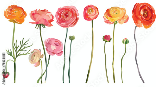 Ranunculus flower vector watercolor paint ilustration
