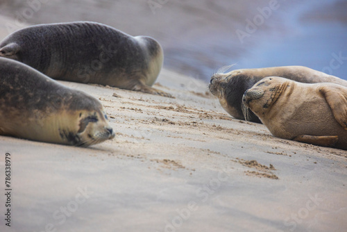 A beautiful seal lies on the sand. Blue sea in the background. A seal rests on golden sand. The seal sleeps after eating.