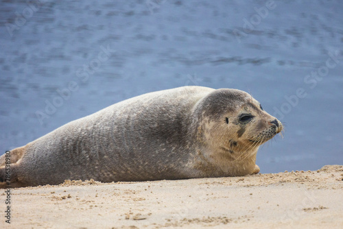 A beautiful seal lies on the sand. Blue sea in the background. A seal rests on golden sand. The seal sleeps after eating.