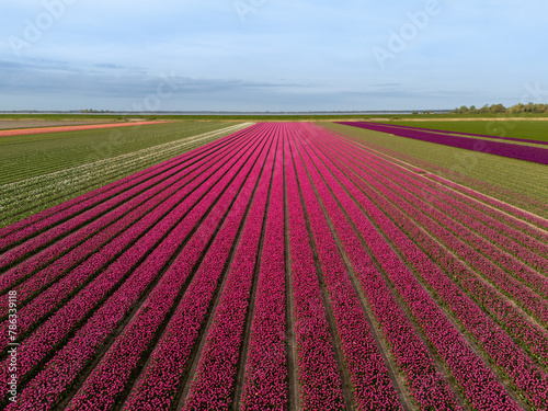 Pink Paradise: Aerial Shot of Tulip-Adorned Flower Bulb Fields in the Netherlands (ID: 786339118)