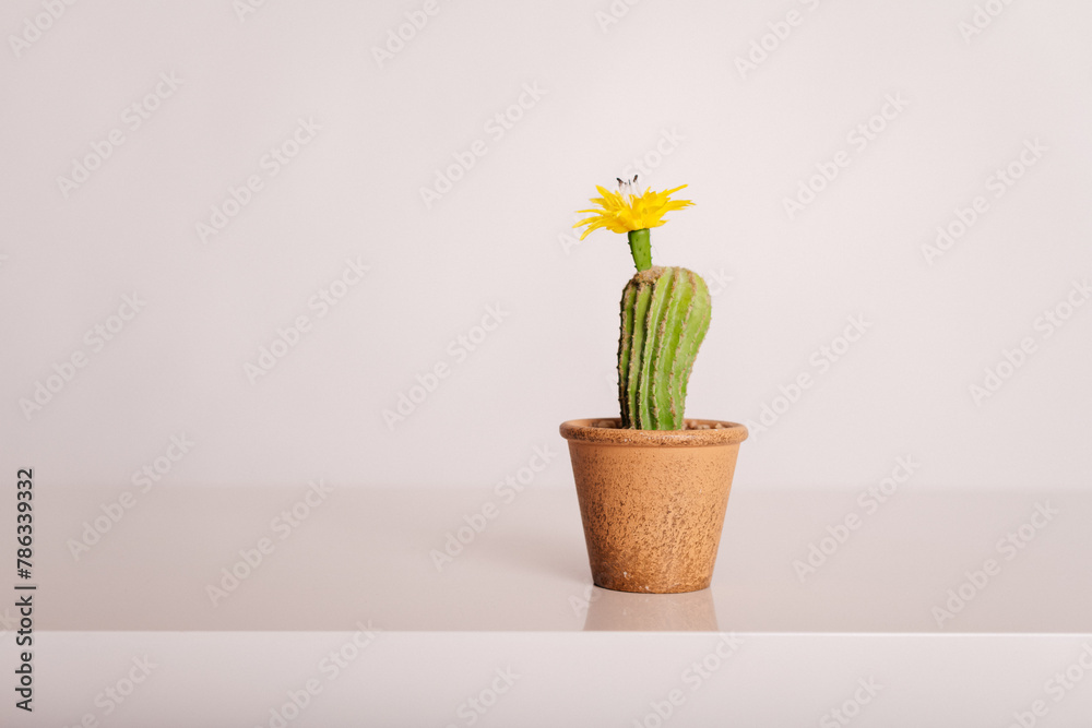 cactus in a pot