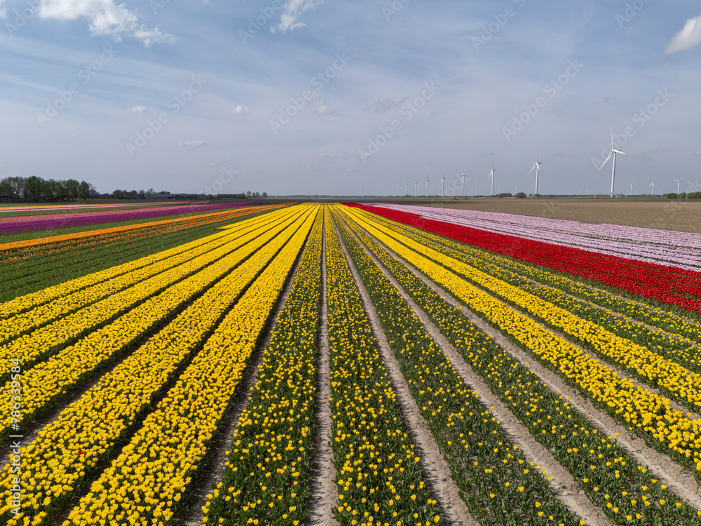 Color Contrast: Aerial View of Dutch Flower Fields with Yellow and Red Tulips