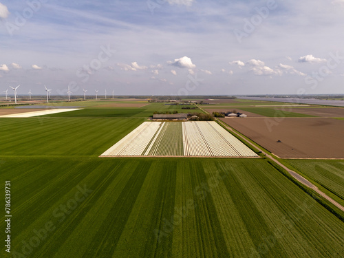 Aerial View: White Tulip Fields in Dutch Flower Bulb Region (ID: 786339731)