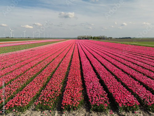 Pink Paradise: Aerial Shot of Tulip-Adorned Flower Bulb Fields in the Netherlands (ID: 786339955)