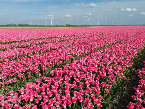 Pink Paradise: Tulip-Adorned Flower Bulb Fields in the Netherlands (ID: 786340103)