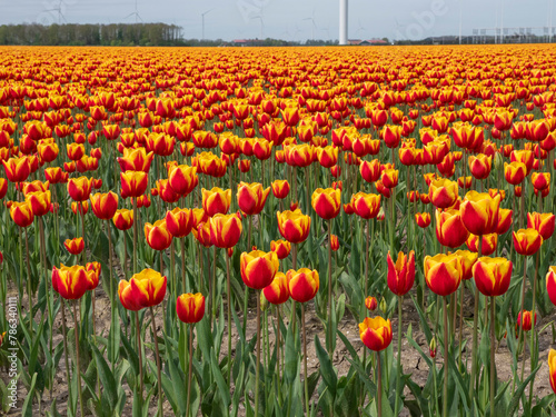 Colorful Canvas: Orange Tulip Flower Fields in the Netherlands (ID: 786340111)