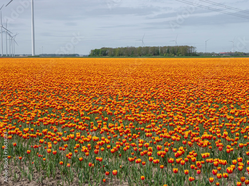 Colorful Canvas: Orange Tulip Flower Fields in the Netherlands (ID: 786340113)