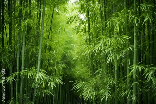 Green bamboo wallpaper. Nature background with beautiful bamboo forest. photo