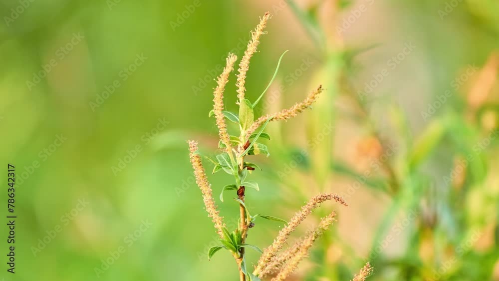 Salix babylonica (Babylon willow or weeping willow) is willow native to dry areas of northern China, but cultivated for millennia elsewhere in Asia Salix babylonica (Babylon willow or weeping willow) is willow native to dry areas of northern China, but cultivated for millennia elsewhere in Asia