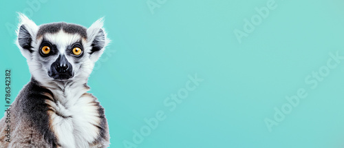 An adorable ring-tailed lemur sits comfortably with arms crossed and focused gaze on a tranquil blue background, highlighting its unique features photo