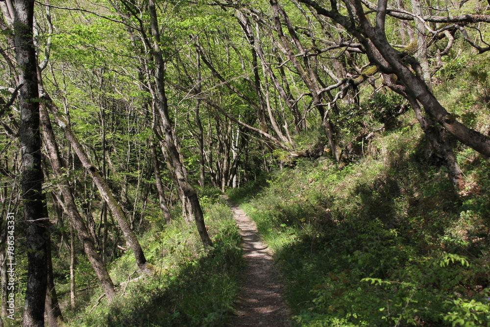Fototapeta premium footpath in the woods