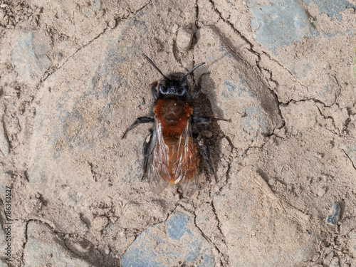 Andrena fulva - Tawny mining bee