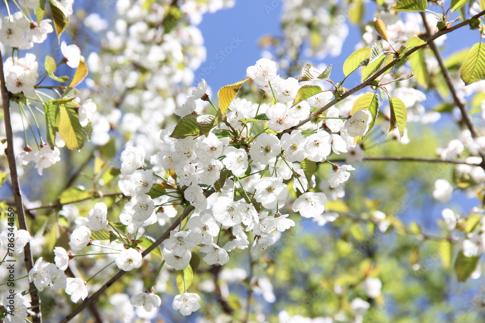 white cherry blossom flowers