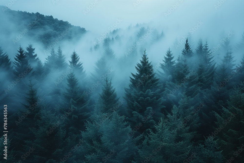 Forest in fog