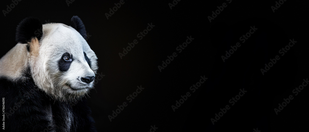 Fototapeta premium A Giant Panda is captured in a serene profile view, emitting a peaceful aura