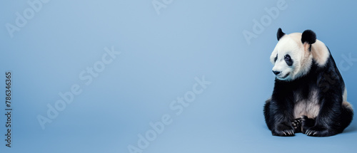 An introspective giant panda sitting with its gaze subtly directed downward, against a blue background, portraying contemplation and solitude
